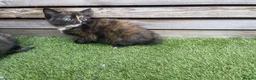 Mixed Breed cats for sale: 5 beautiful kittens - ready to leave now  - Advert 8