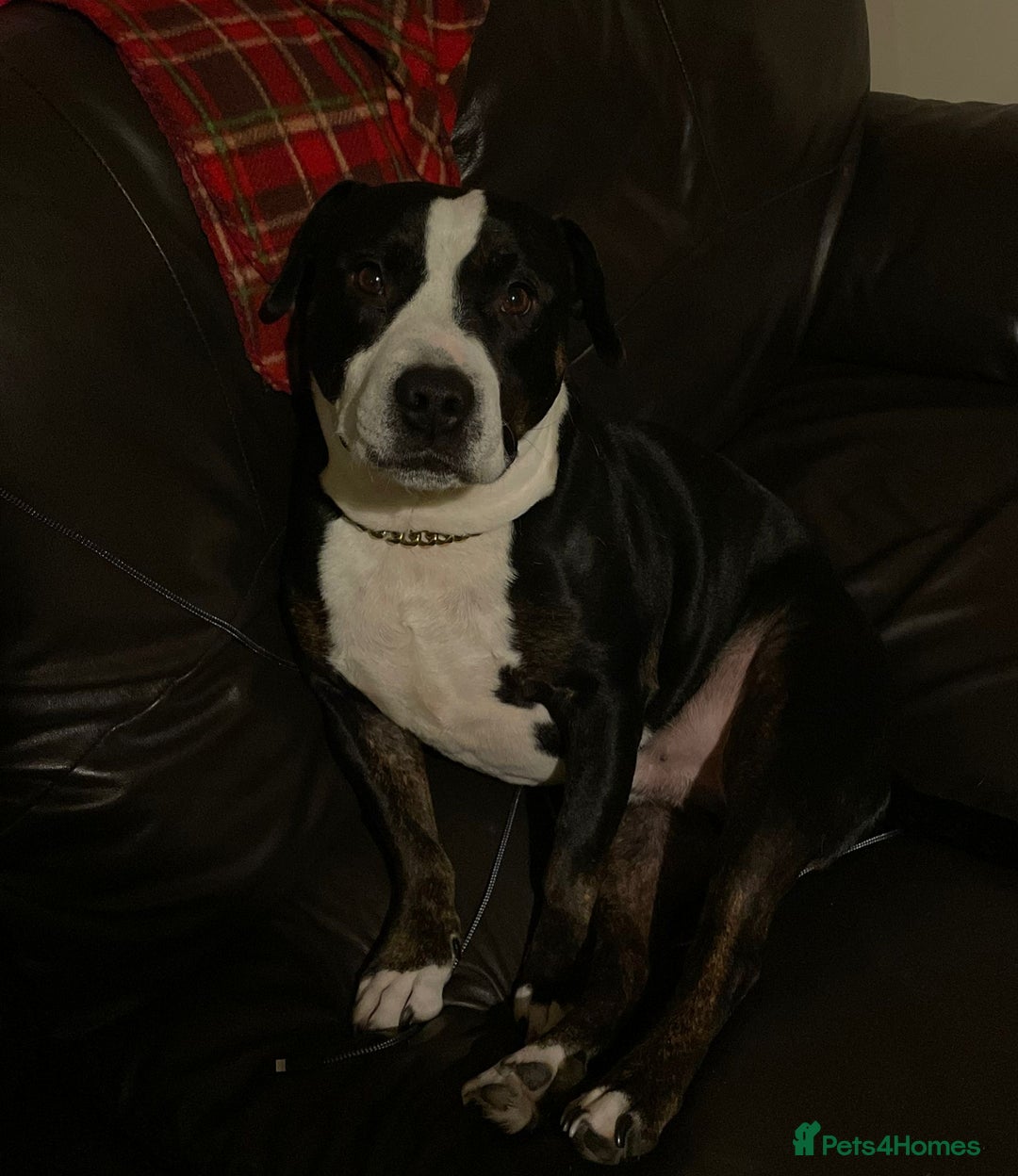 Staffordshire Bull Terrier dogs for sale: Mario – Gentle 5 Year Old Staffy - Advert 11