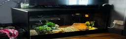 Bearded Dragon reptiles for sale: Beautiful red dragon - Advert 6