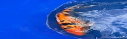 Koi Carp fish for sale: Koi carp - Advert 12