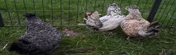 Chickens poultry for sale: Araucana chickens - Advert 5