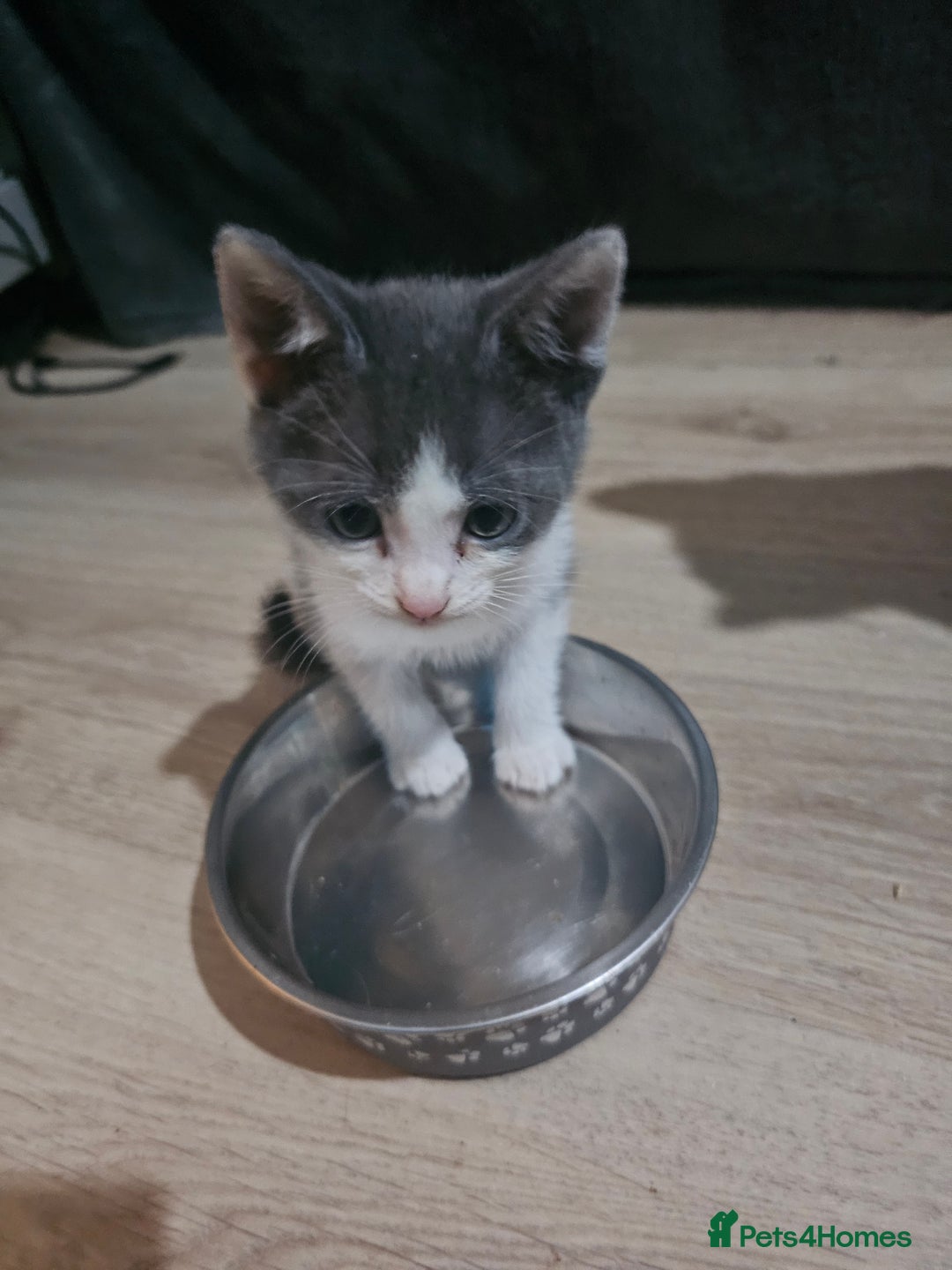 Mixed Breed cats for sale: Adorable kittens for sale - Advert 23