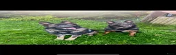German Shepherd dogs for stud: German shepherd  - Advert 1