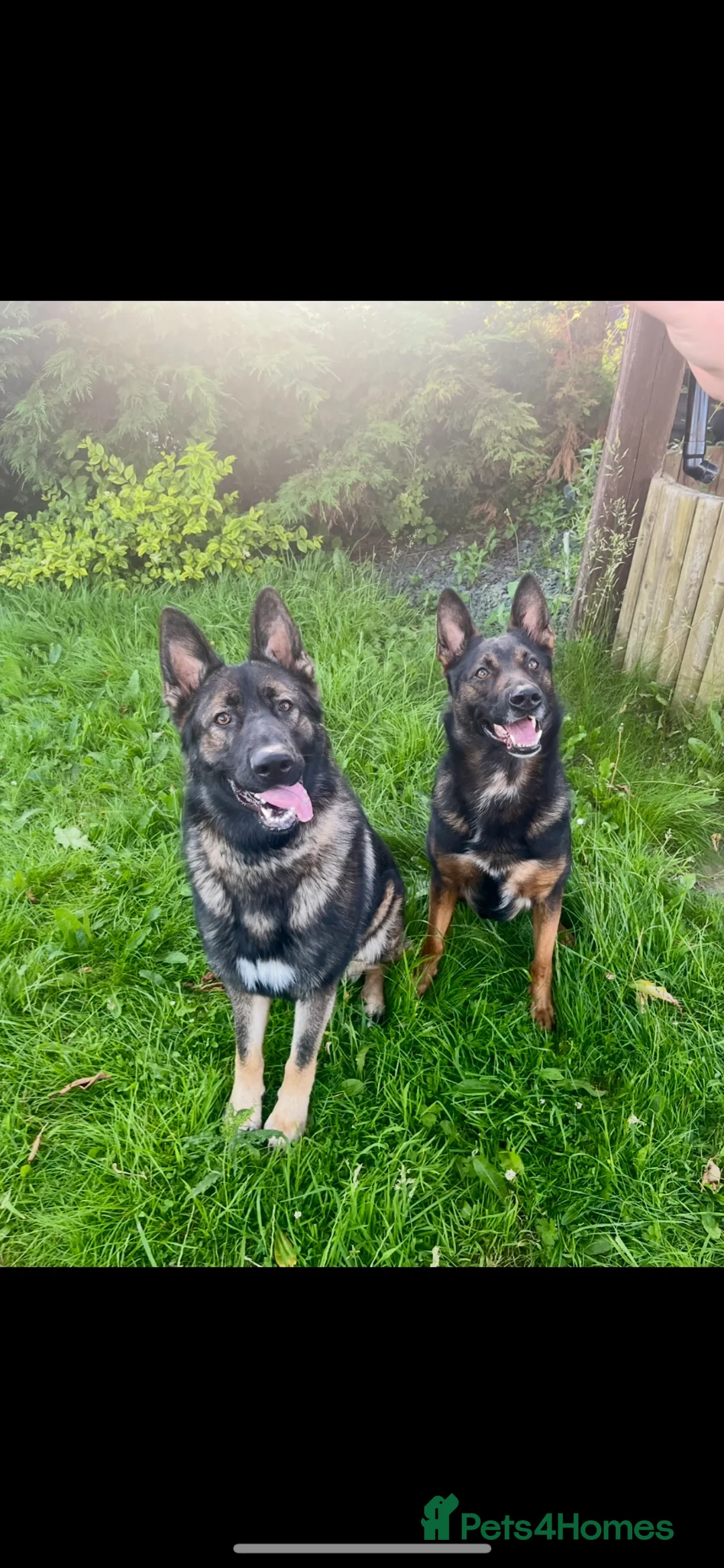 German Shepherd dogs for stud: German shepherd  - Advert 1