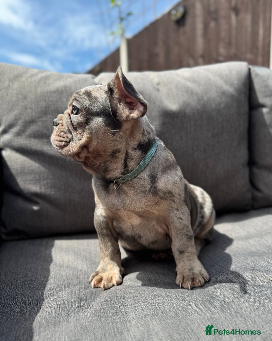 French Bulldog dogs for sale: French Bulldog Puppies–4 Girls & 2 Boys READY NOW  in Walton-on-Thames - Image 33