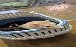 Rat rodents for sale: Pet rats with cage and accessories  - Advert 10