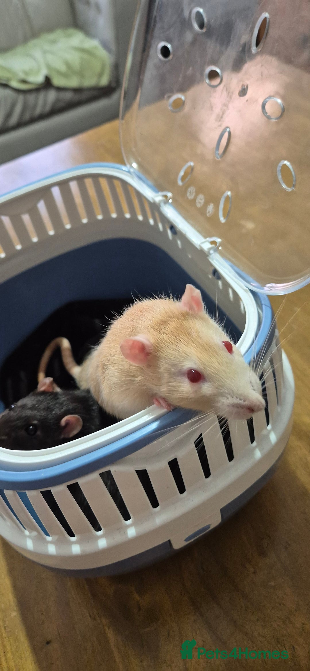 Rat rodents for sale: Pet rats with cage and accessories  - Advert 10