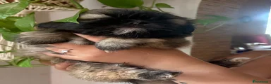 Shih Tzu 6