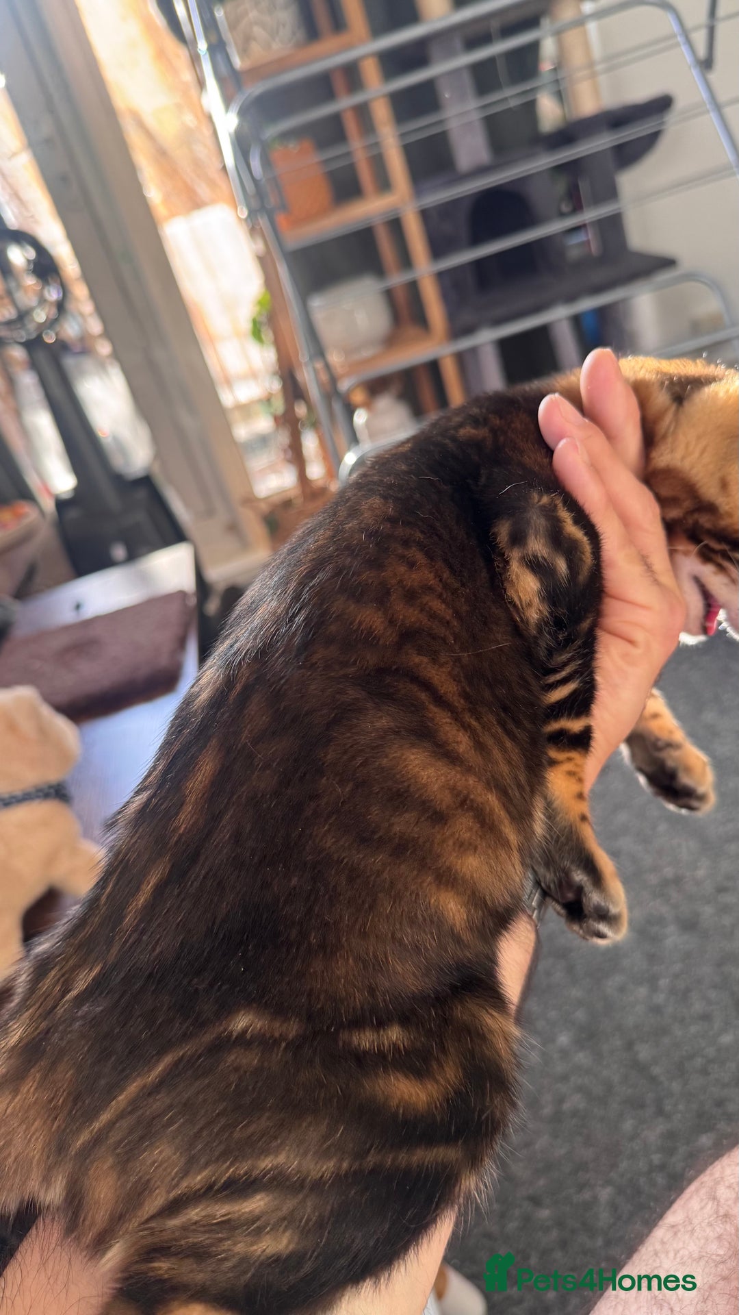 Bengal cats for sale: Bengal TICA pure line blood tiger’d and rosette’d - Image 8
