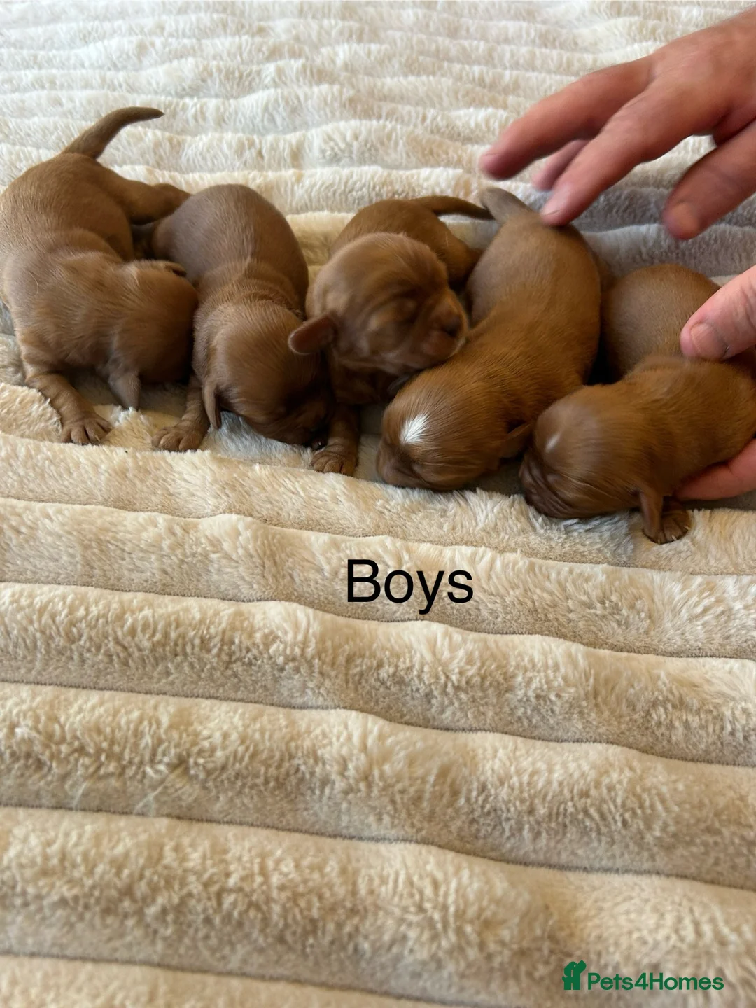 Cavalier King Charles Spaniel dogs for sale: Cavalier King Charles puppies  - Advert 4