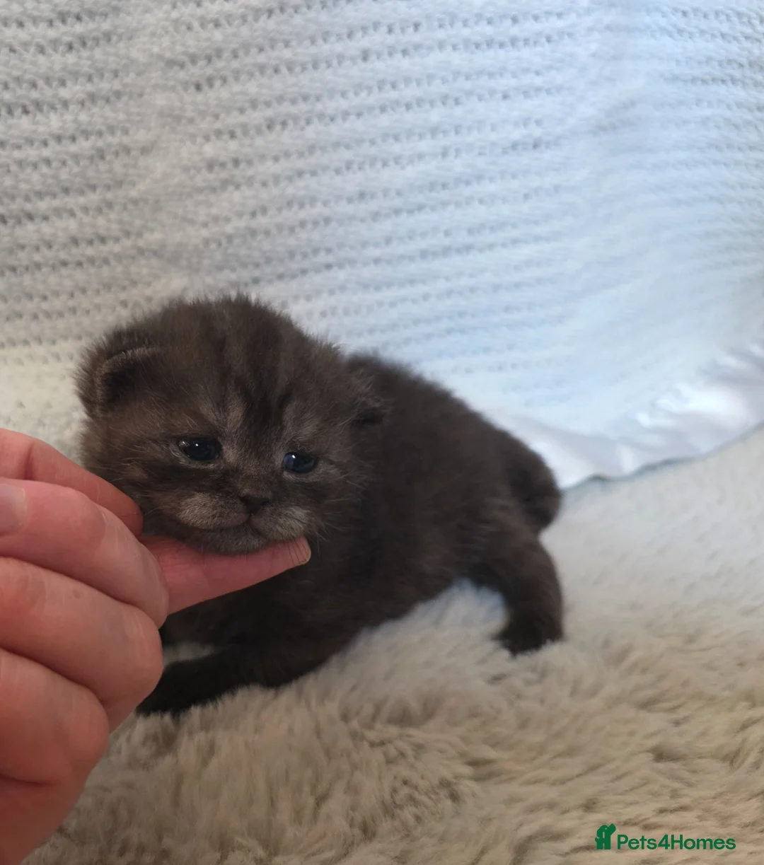 British Shorthair cats for sale: Very unusual British shorthair - Advert 2