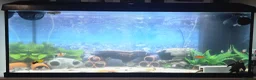 Plecos fish for sale: Full tank set up + All fish  - Advert 4