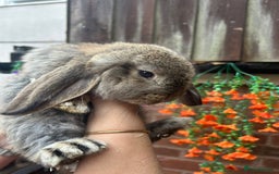 French Lop rabbits for sale: Pure French lop baby bunnies for sale  - Image 2