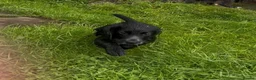 Cocker Spaniel dogs for sale: Ready Now KC reg Working Cocker Spaniels - Advert 13