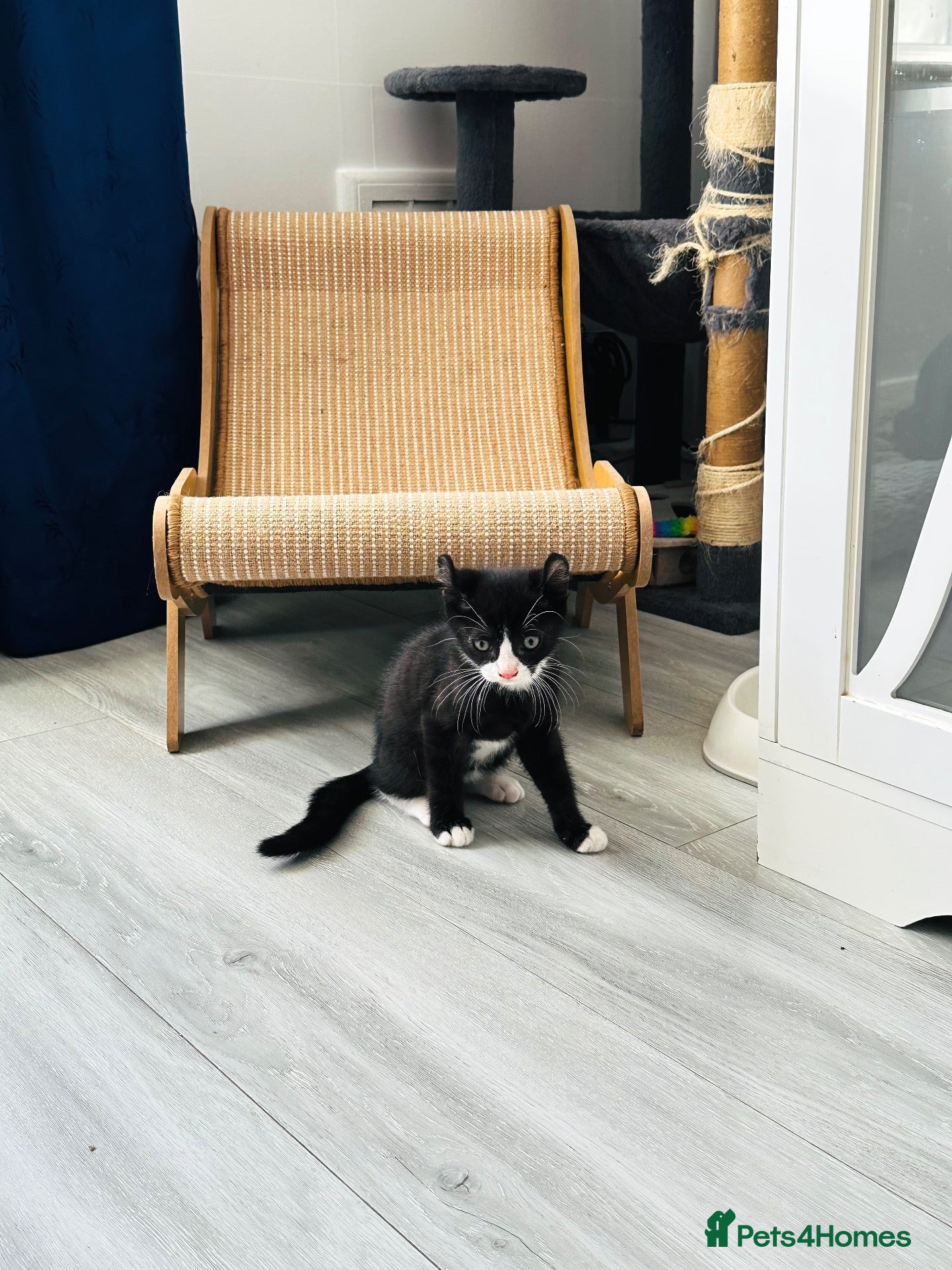 Mixed Breed cats Black & White Tuxedo Male Kitten  - Advert 3