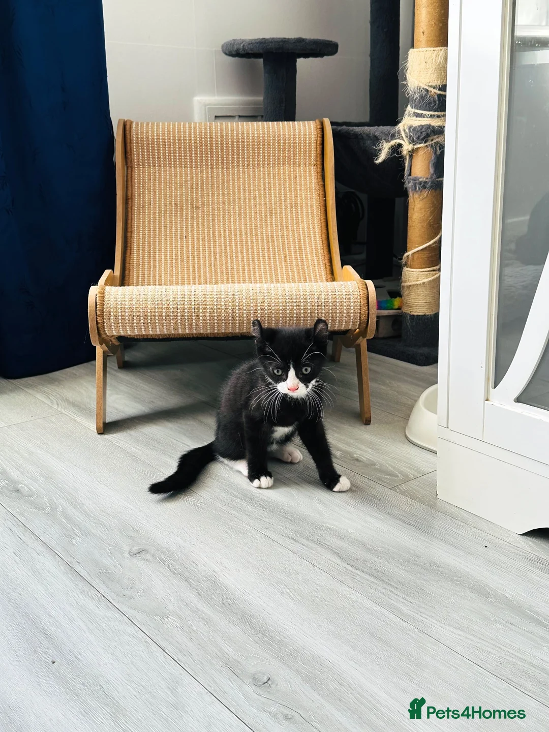 Mixed Breed cats for sale: Black & White Tuxedo Male Kitten  - Advert 1