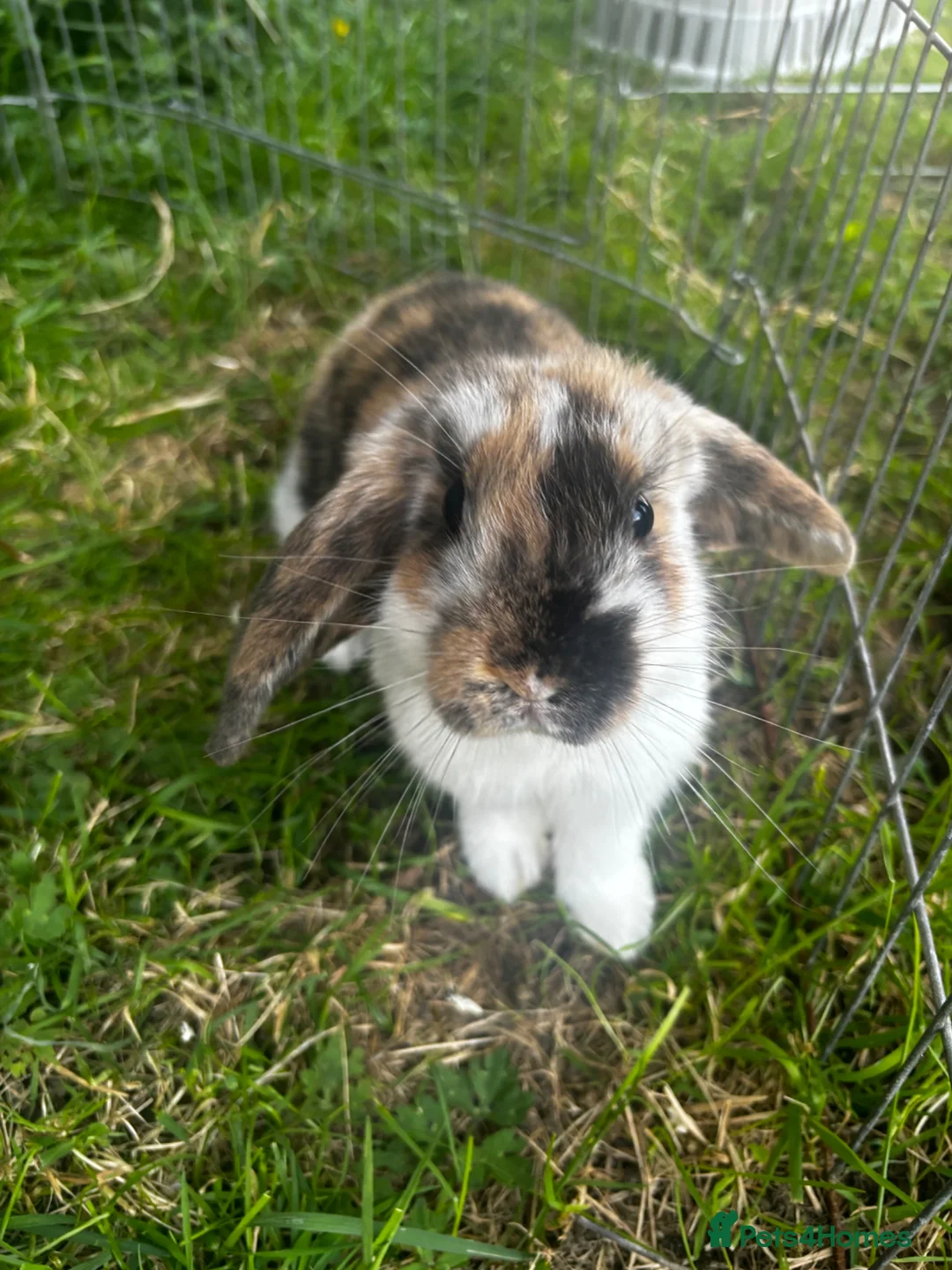 Dwarf Lop rabbits for sale: Dwarf lop for rehoming  - Advert 4