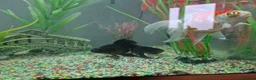 Fancy Goldfish fish for sale: 2 Fish with 120l Juwel tank for sale in Leicester - Advert 5