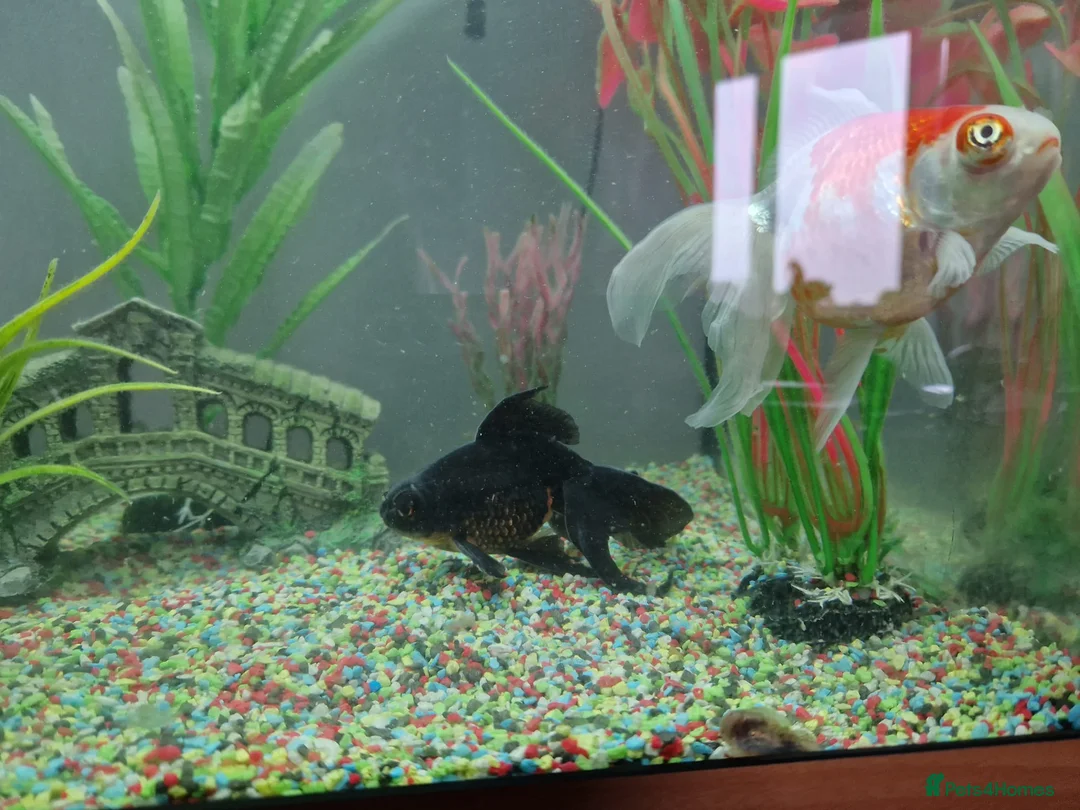 Fancy Goldfish fish for sale: 2 Fish with 120l Juwel tank for sale in Leicester - Advert 5