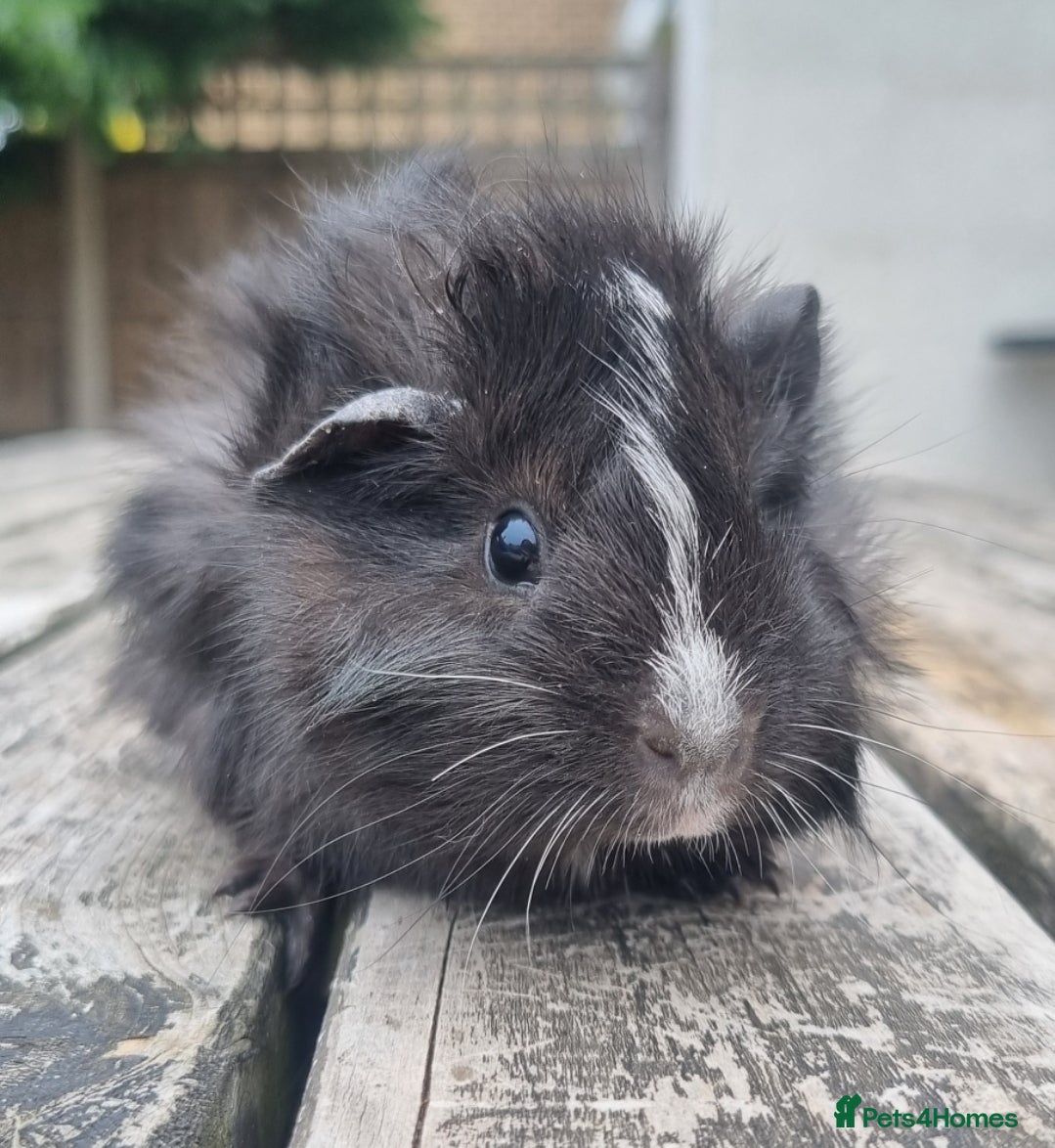 Guinea Pig rodents Beautiful Baby guinea pigs for sale  - Advert 14