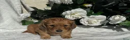 Miniature Dachshund dogs for sale: STUNNING KC LONG HAIRED MINIATURE DACHSHUND PUPS💕 - Advert 6