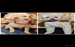 Toy Poodle dogs for stud: TOY & MINIATURE BOY'S FOR STUD  in Iver - Image 2