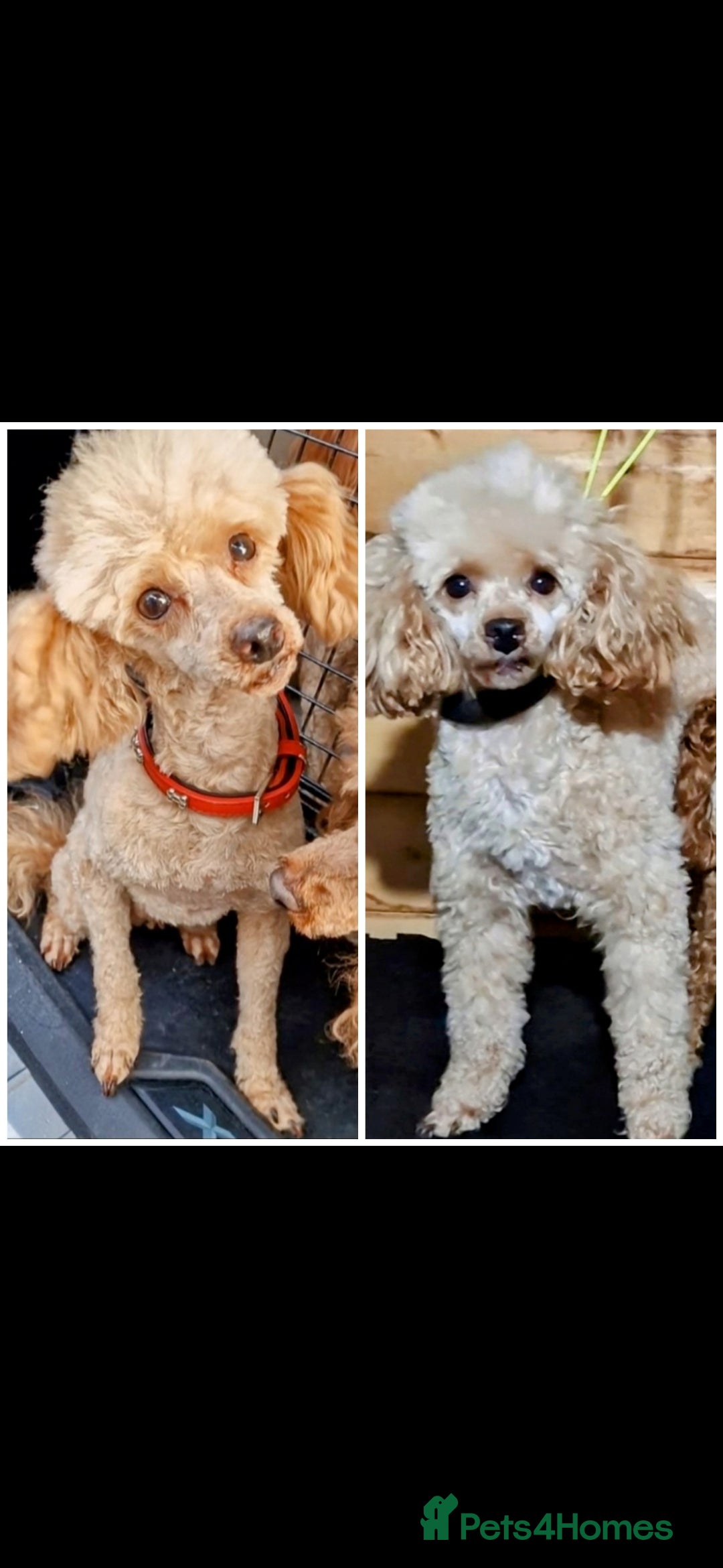 Toy Poodle dogs for stud: TOY & MINIATURE BOY'S FOR STUD  in Iver - Image 2