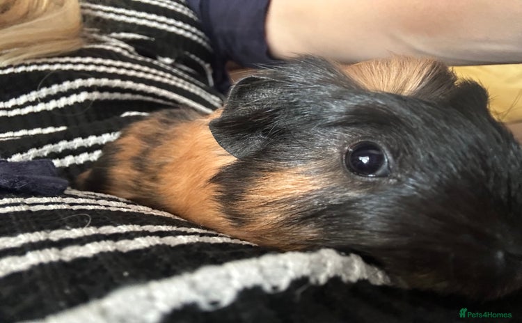 Guinea Pig rodents - Advert 6