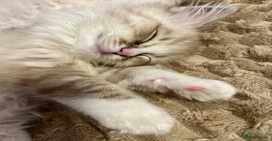 Ragdoll cats - Advert 9