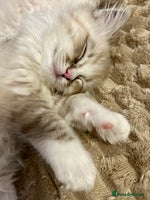 Ragdoll cats - Advert 9