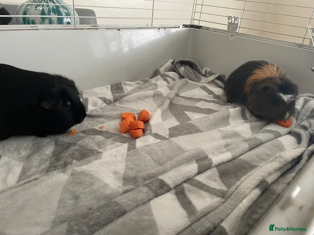 Guinea Pig rodents for sale: 2 adult guinea pigs for sale  - Advert 2