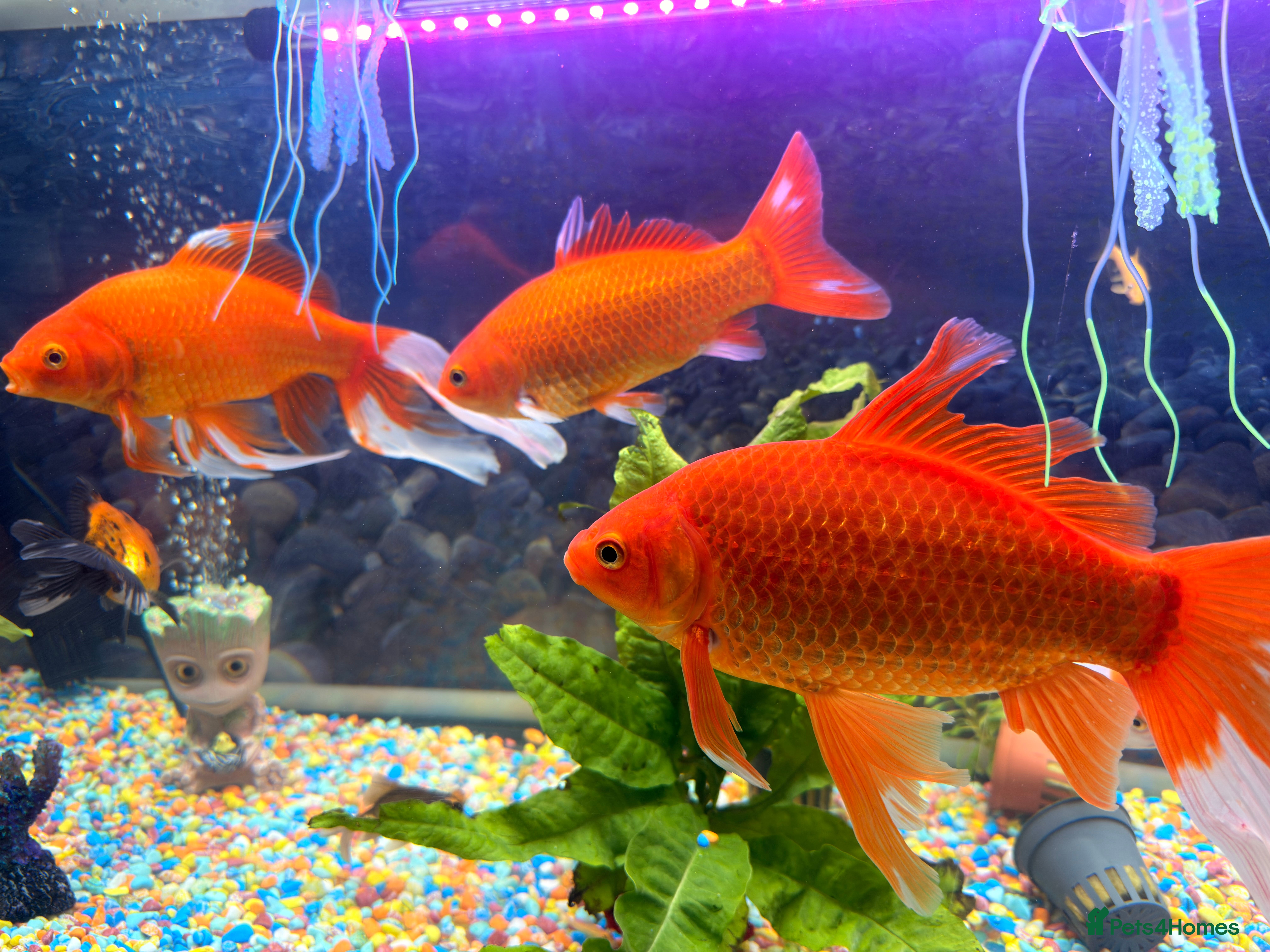 Goldfish fish Goldfish  - Advert 1