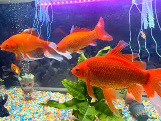 Goldfish fish Goldfish - Advert 1