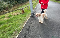 Mixed Breed dogs for sale: Beautiful Cocker Sproodles Puppies!  - Image 15