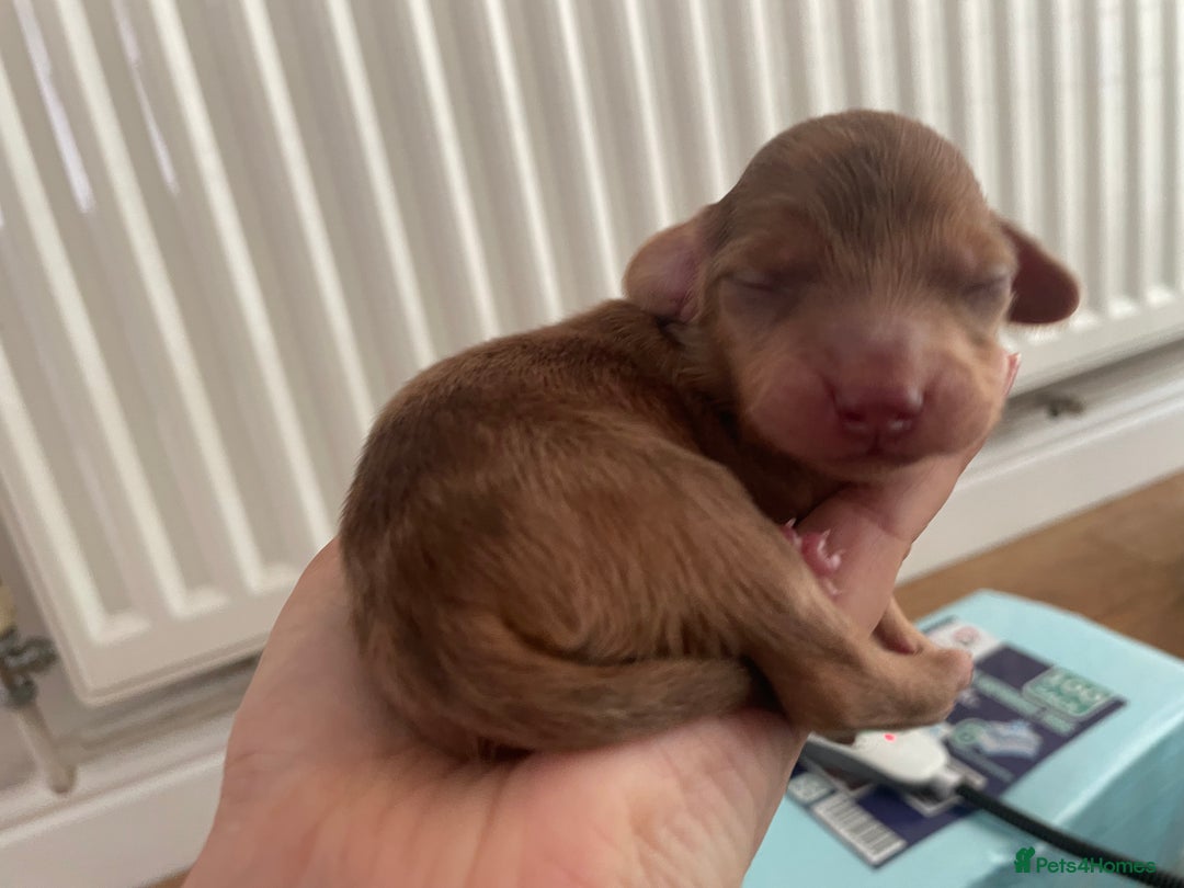 Miniature Dachshund dogs for sale: Long haired dachshund puppies   - Image 3