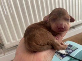 Miniature Dachshund dogs - Advert 15