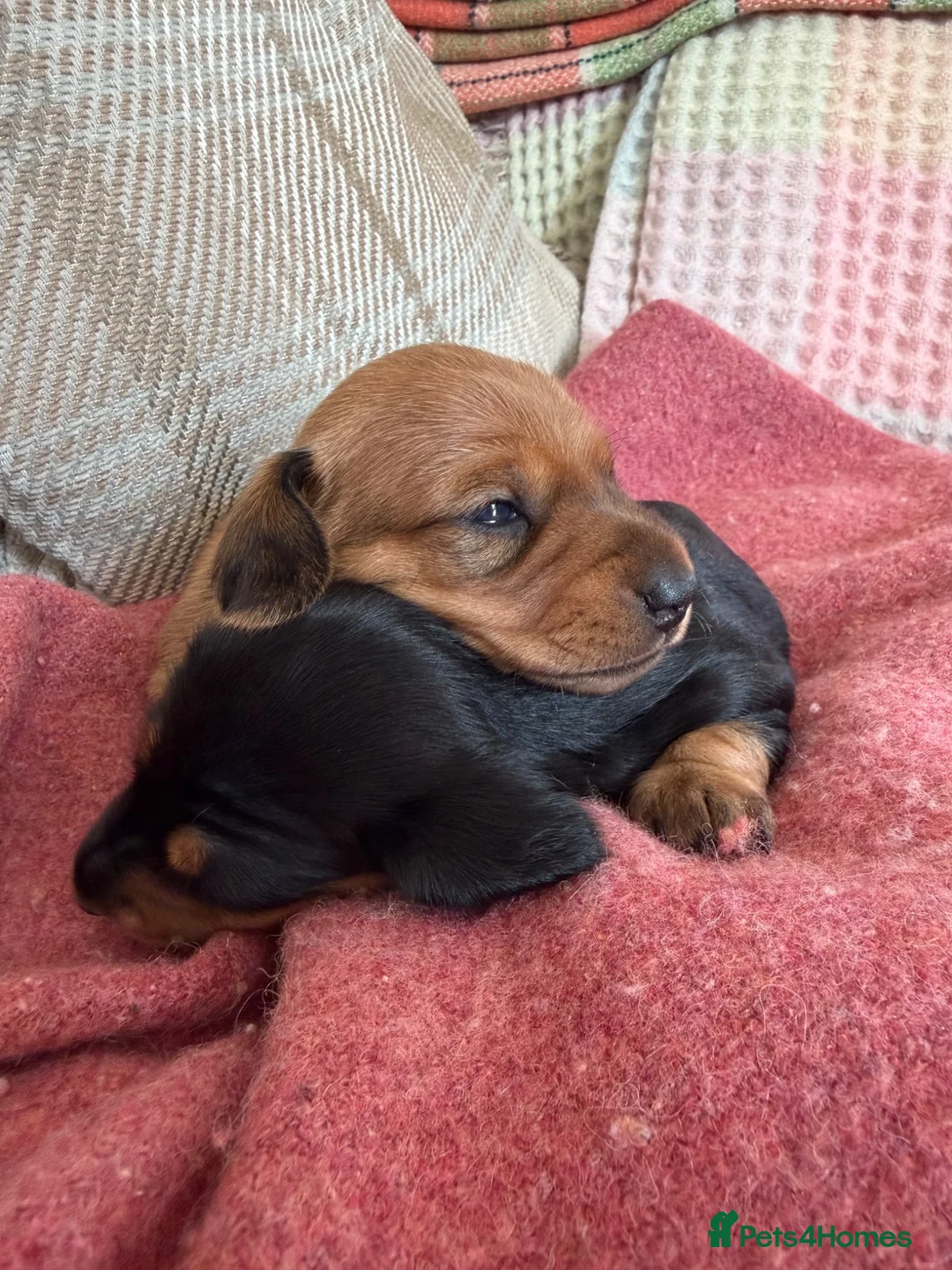 Miniature Dachshund dogs for sale: CHAMPION LINE KC REG & PRA CLEAR MINIS LOW COI - Advert 2