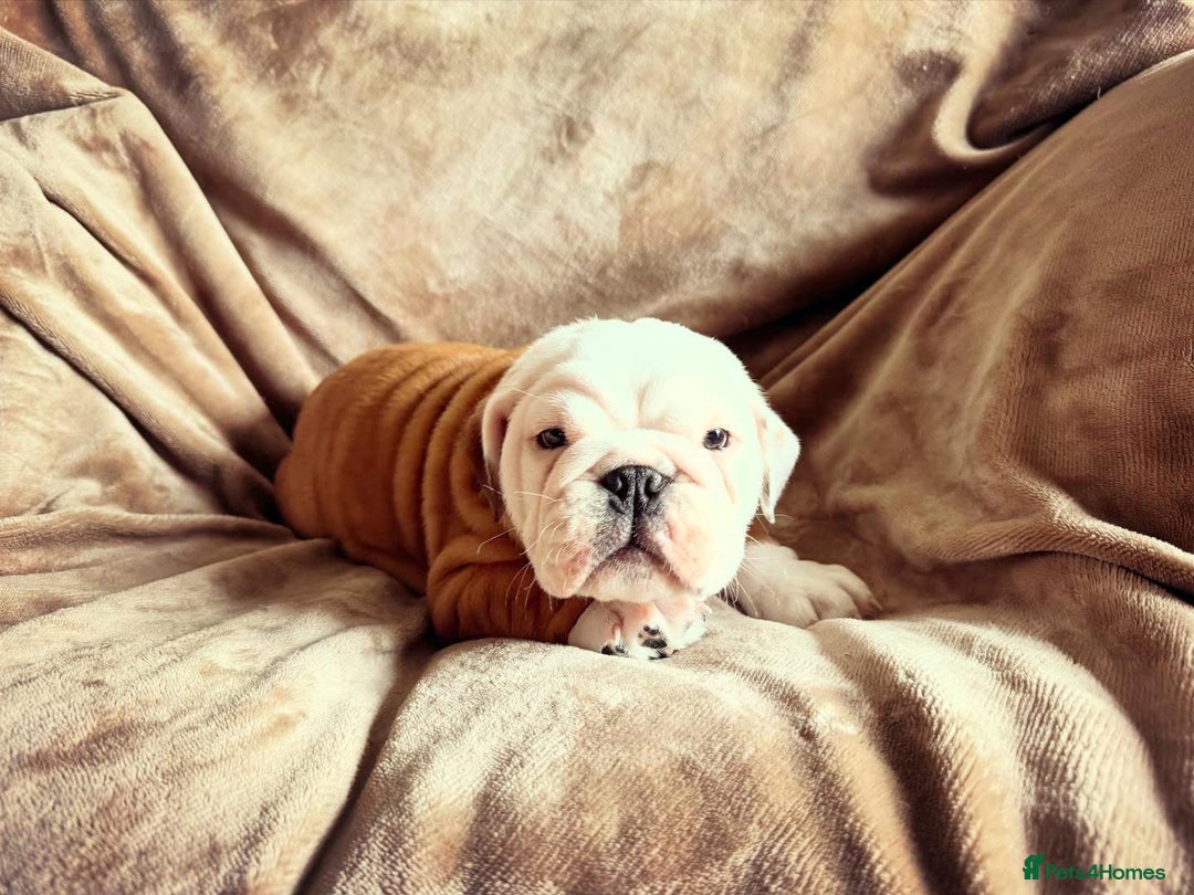English Bulldog dogs for sale: Quality Ruakuri British standard bulldog - Image 6
