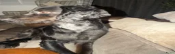 Cocker Spaniel dogs for stud: Smudge  in Shildon - Advert 5