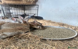 Netherland Dwarf rabbits for sale: Netherlands, Rex’s, californians ready to go - Image 2