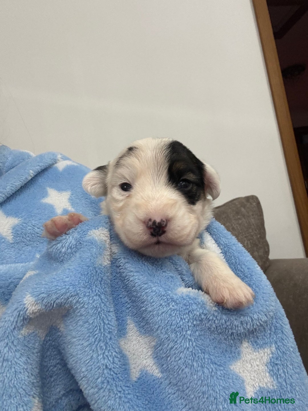 Sealyham Terrier dogs for sale: Sealyham Terrier Puppies  - Advert 13