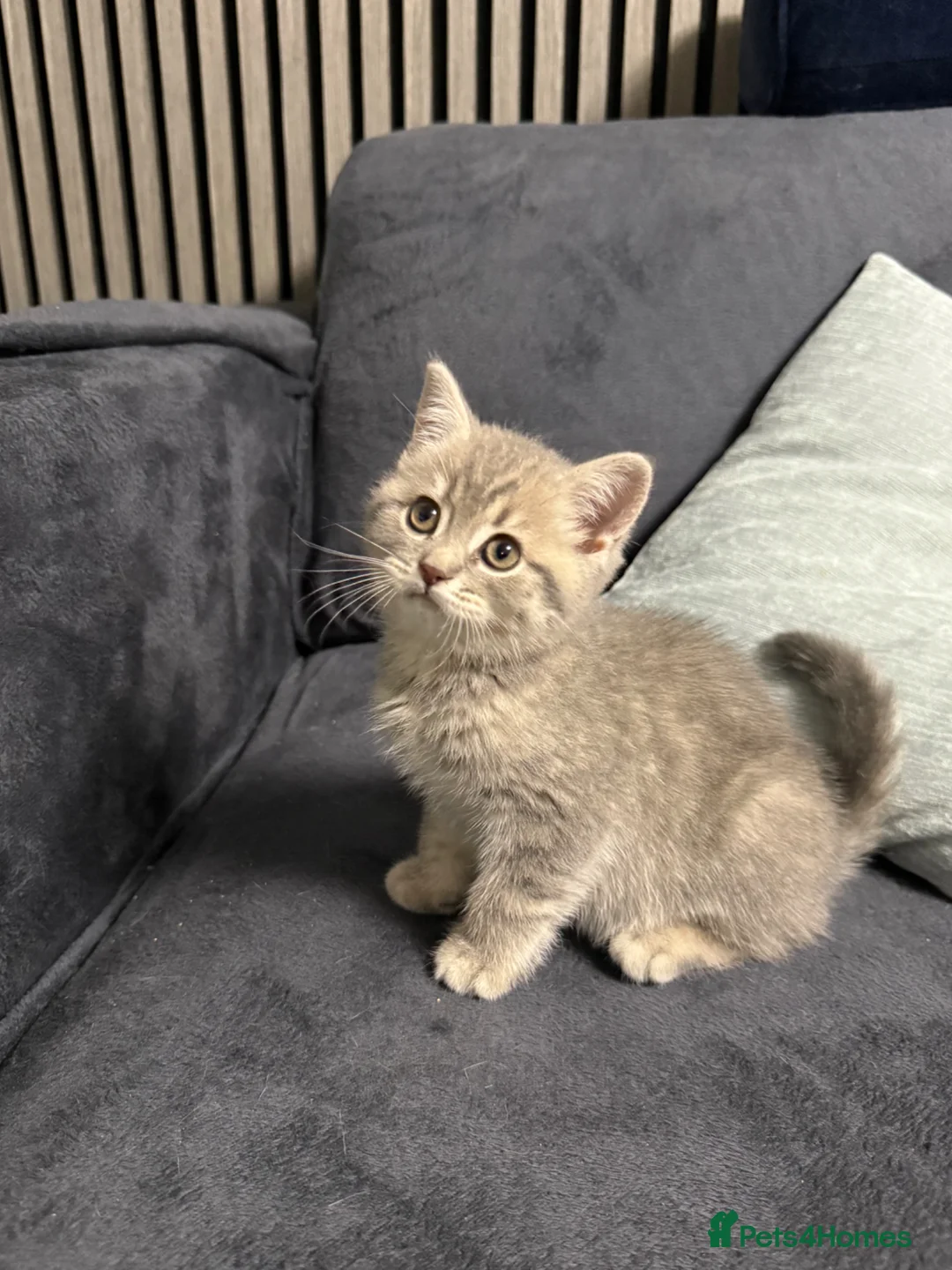 British Shorthair cats for sale: Last 2 kitten available  - Advert 2