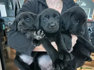 Labrador Retriever dogs Beautiful kc reg black labradors - Advert 7