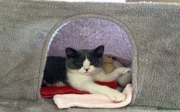 British Shorthair cats for sale: British shorthair blue and white, 4 months old  - Image 3