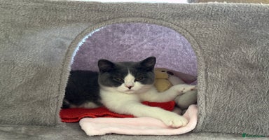 British Shorthair cats - Advert 5