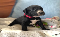 Springador dogs for sale: STUNNING SPRINGADOR PUPPIES  - Image 28