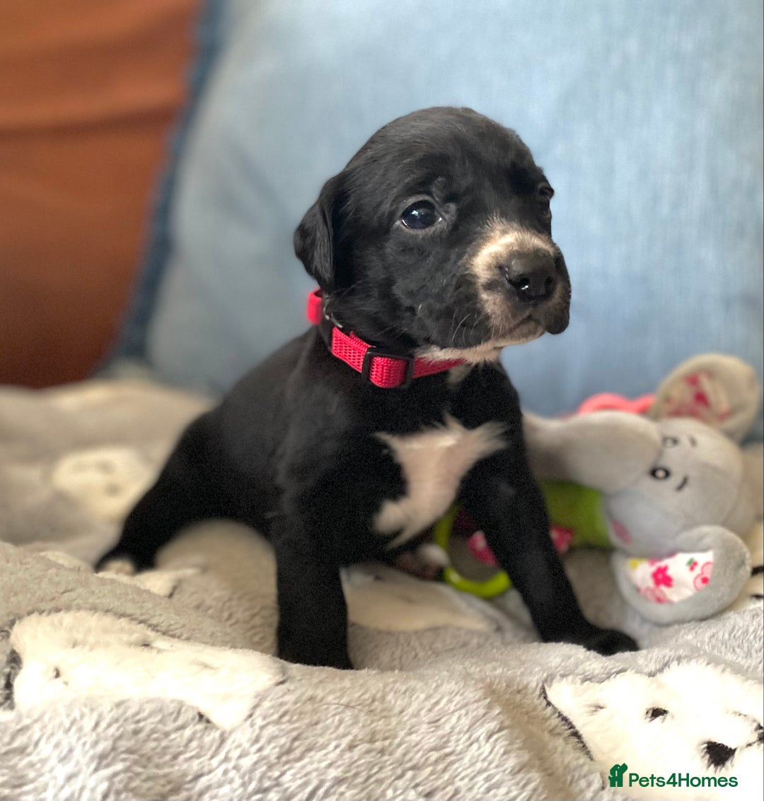 Springador dogs for sale: STUNNING SPRINGADOR PUPPIES  - Image 28