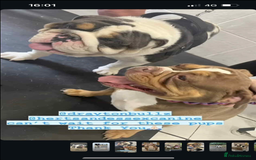 English Bulldog dogs for sale: Miniature English bulldog, 2 years old - Image 15