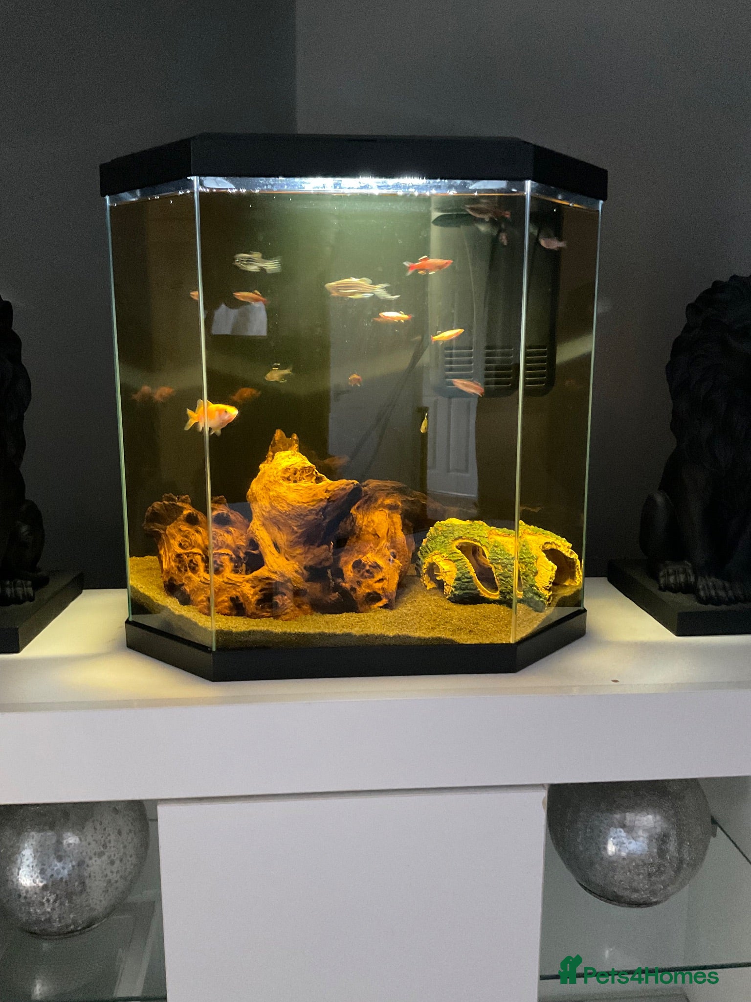 Catfish fish Fish tank and fish, cold water - Advert 1