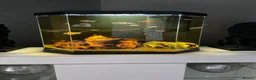 Catfish fish for sale: Fish tank and fish, cold water - Advert 1